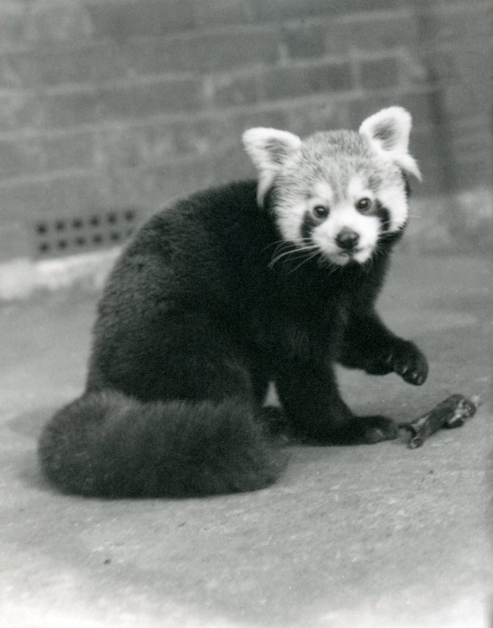 En rød panda sidder i London Zoo, 1917. af Frederick William Bond