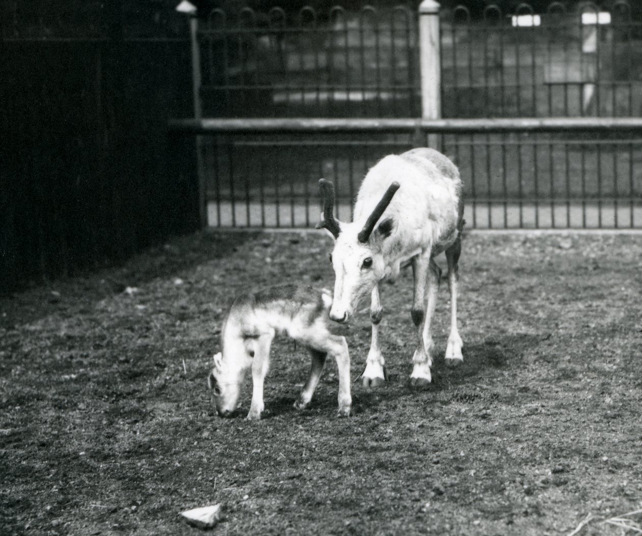 Et rensdyr med sin kalv i London Zoo, marts 1914 af Frederick William Bond