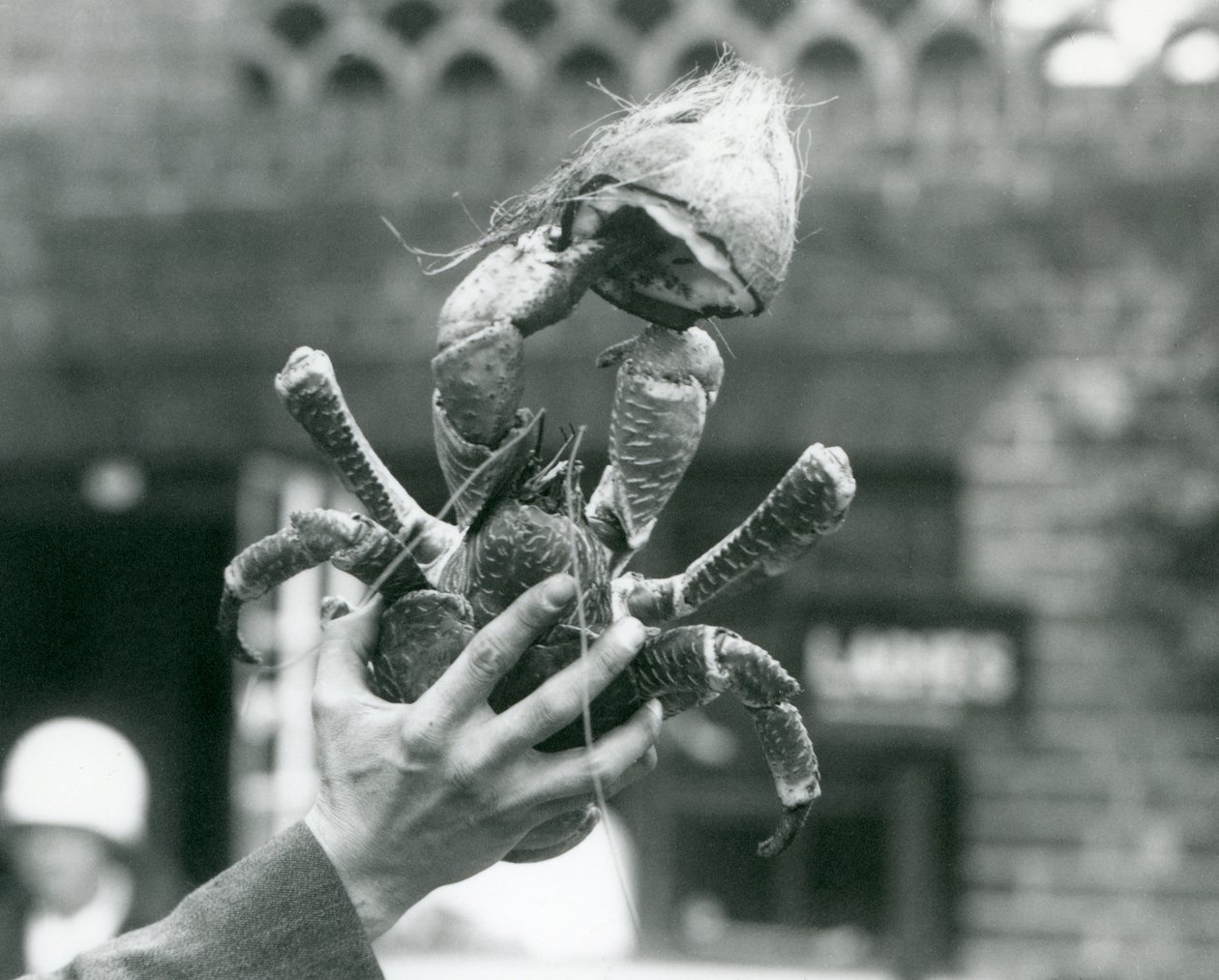En røverkokosnøddekrabbe, der holder en halv kokosnød, holdt op af en målmand i London Zoo i 1927 af Frederick William Bond