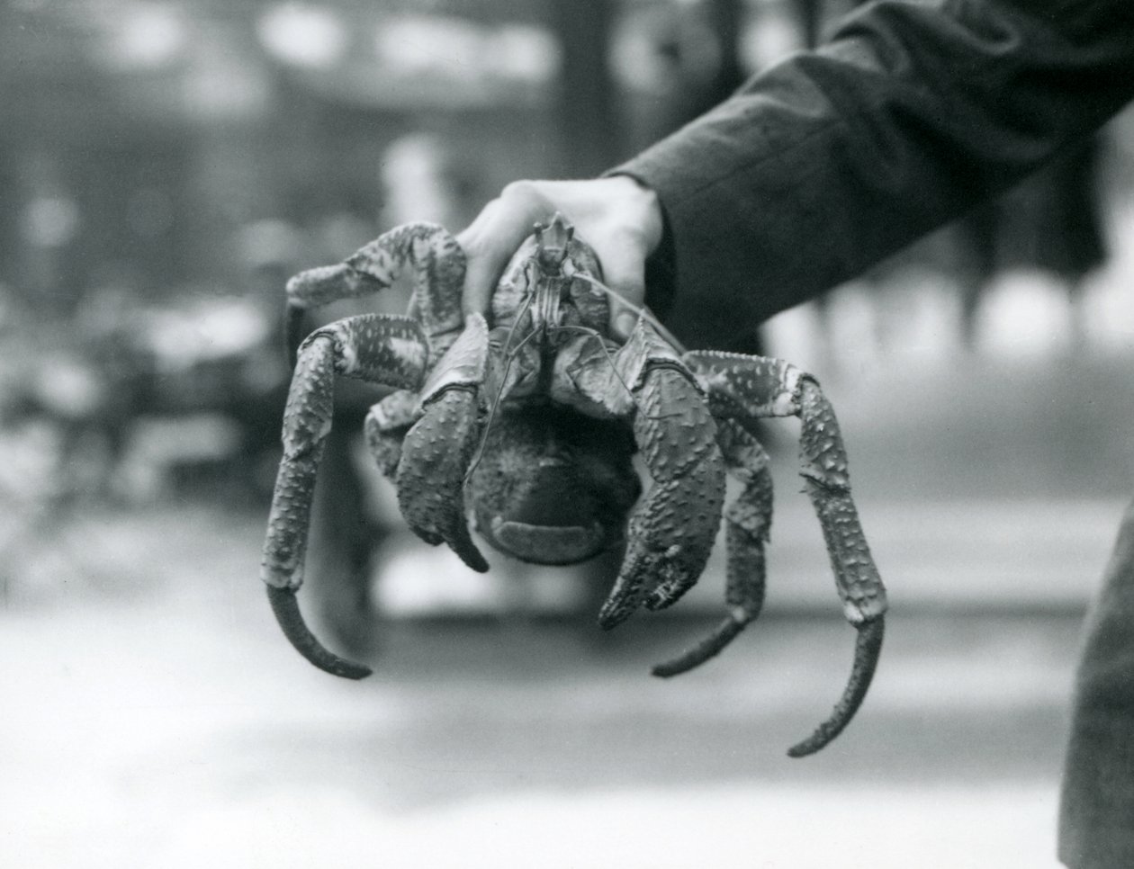 En røverkrabbe eller kokosnøddekrabbe holdt op af en målmand i London Zoo, juli 1927 af Frederick William Bond