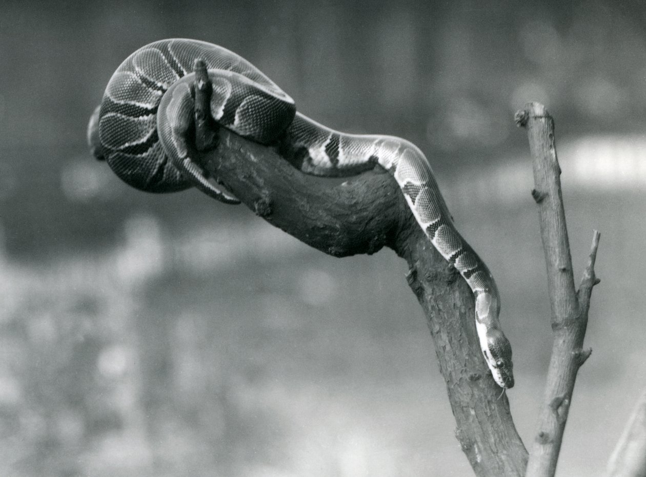 En RoyalBall Python på vej ned ad en gren i London Zoo i oktober 1925 af Frederick William Bond