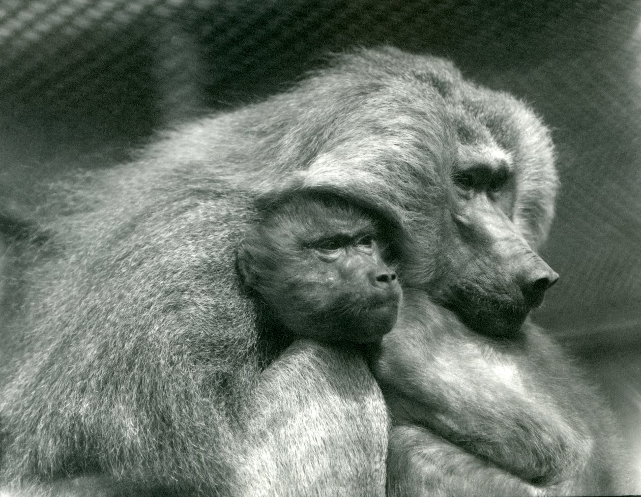 En hellig bavian med sine unger i London Zoo, juli 1924 af Frederick William Bond