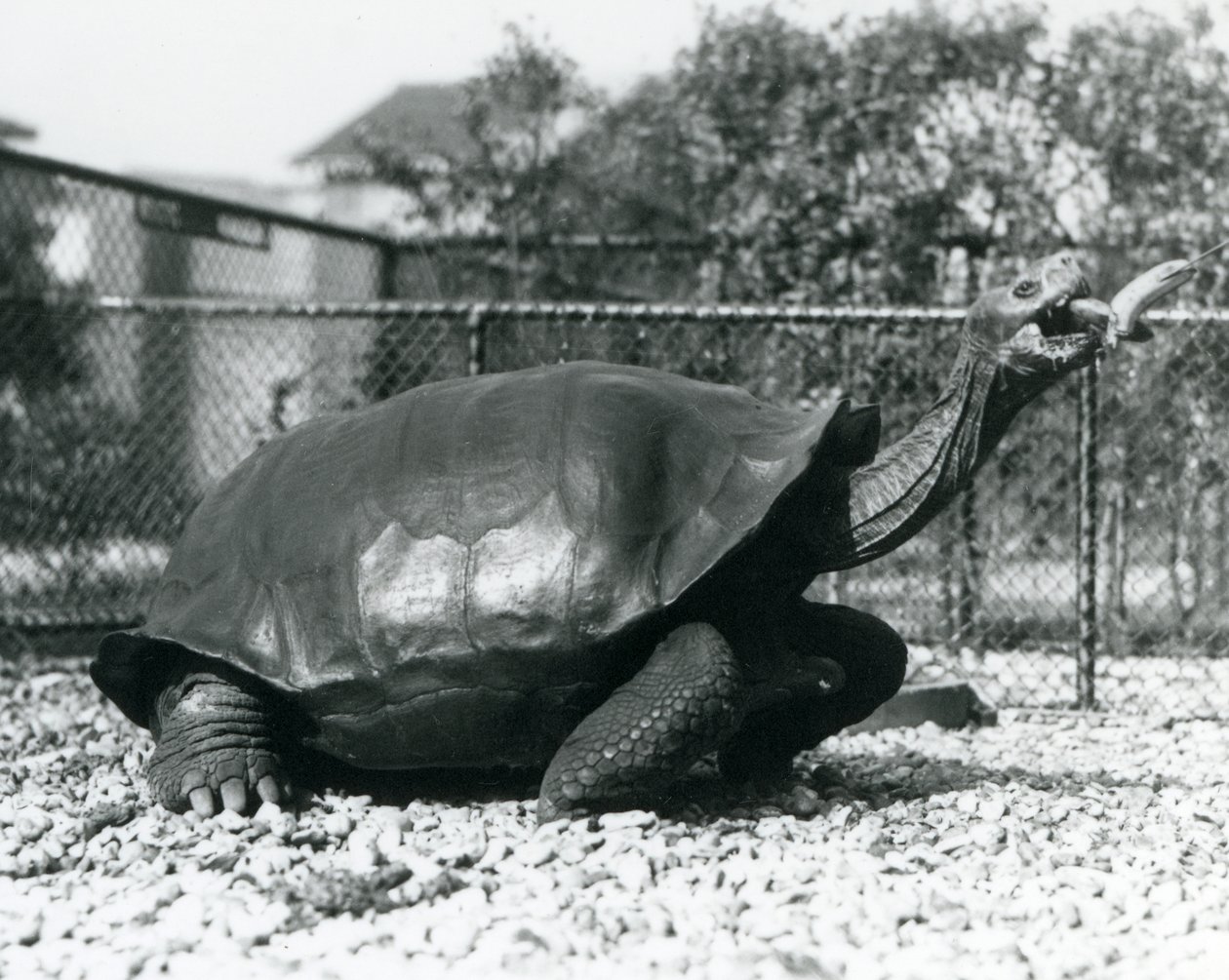 En saddleback, Galapagos-skildpadde, der fodres med en banan på en pind (s/h-billede) af Frederick William Bond