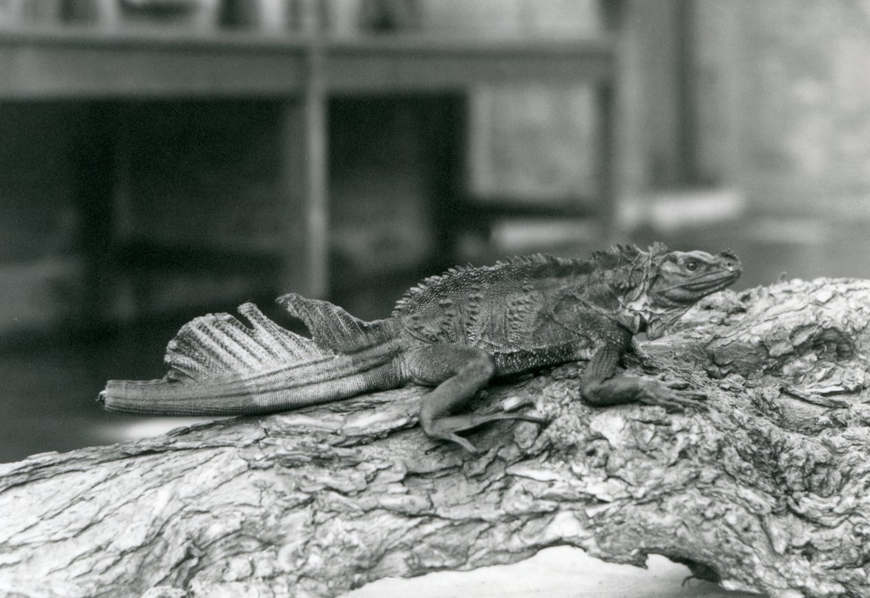 En Sailfin Lizard, med beskadiget hale, hviler på en træstamme i London Zoo i 1928 (s/h foto) af Frederick William Bond