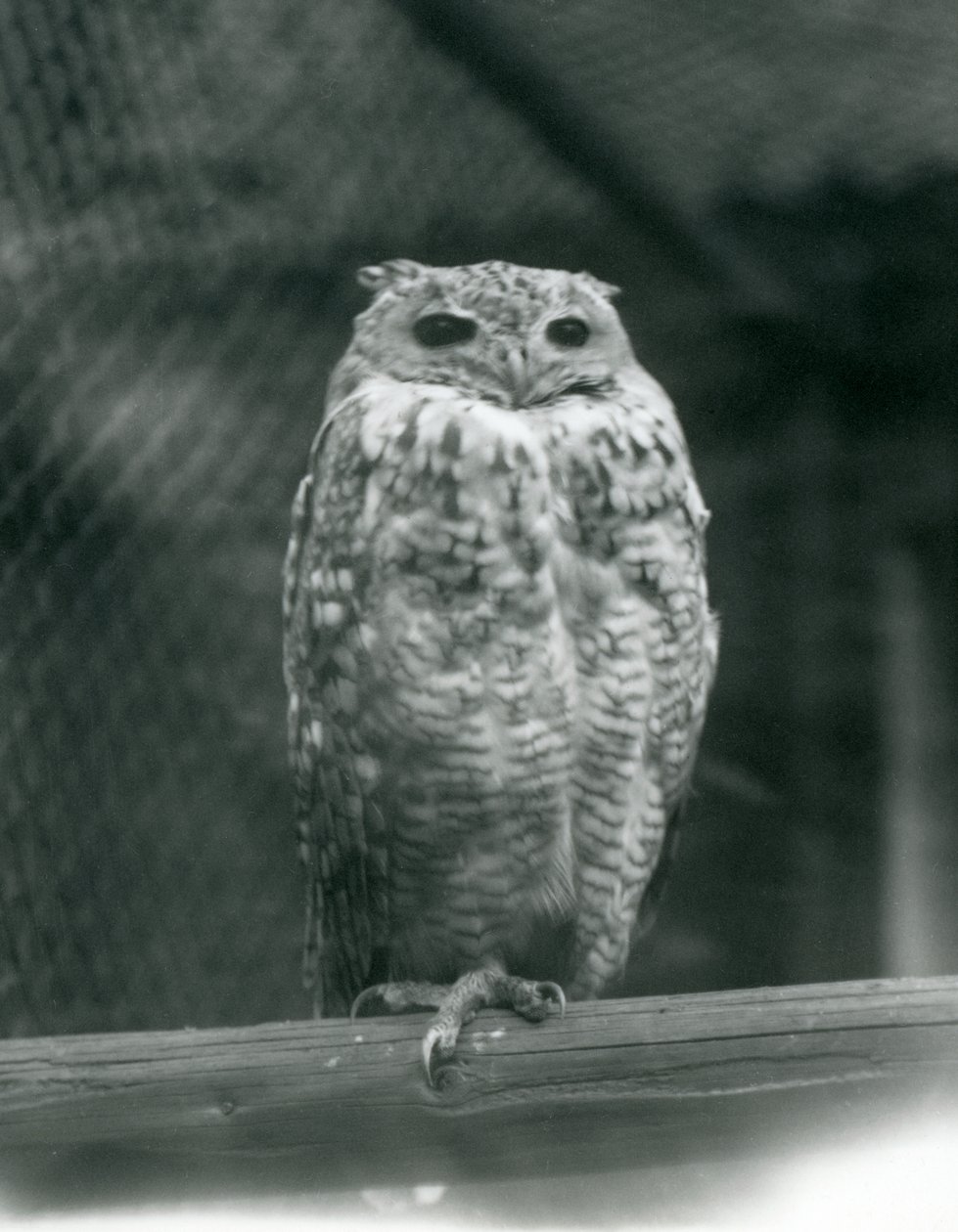 En Savingys Farao-ørneugle hviler på en gren i London Zoo, september 1925 af Frederick William Bond