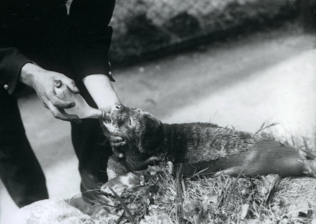 En sælunge bliver flaskefodret af sin dyrepasser, London Zoo, august 1925 af Frederick William Bond