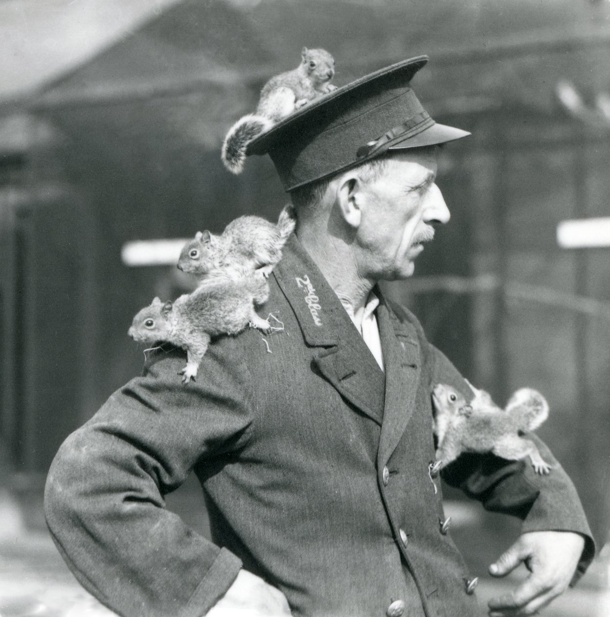 En andenklasses vogter med fire unge grå egern, der klatrer på sin uniformshat og jakke, London Zoo af Frederick William Bond