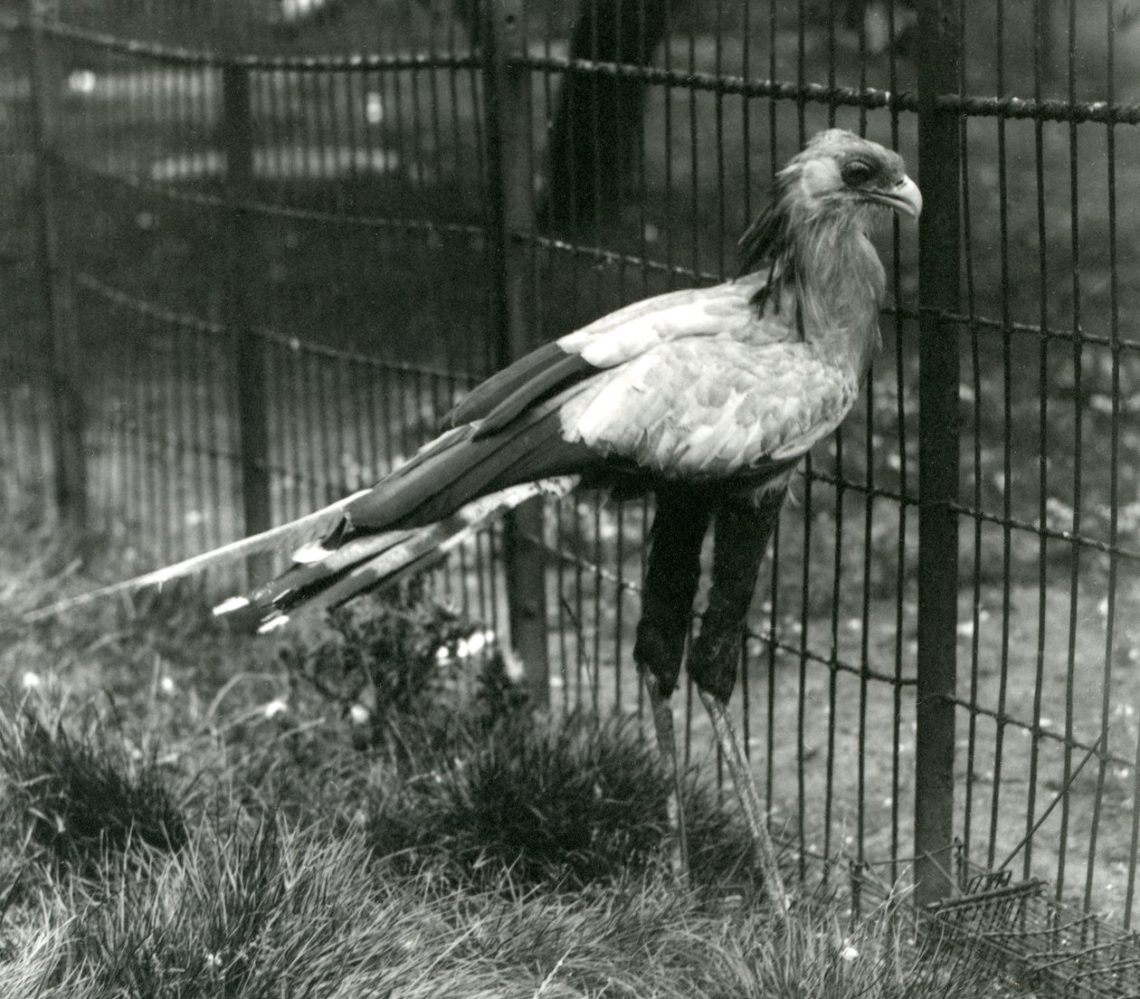 En sekretærfugl i London Zoo i september 1923 af Frederick William Bond