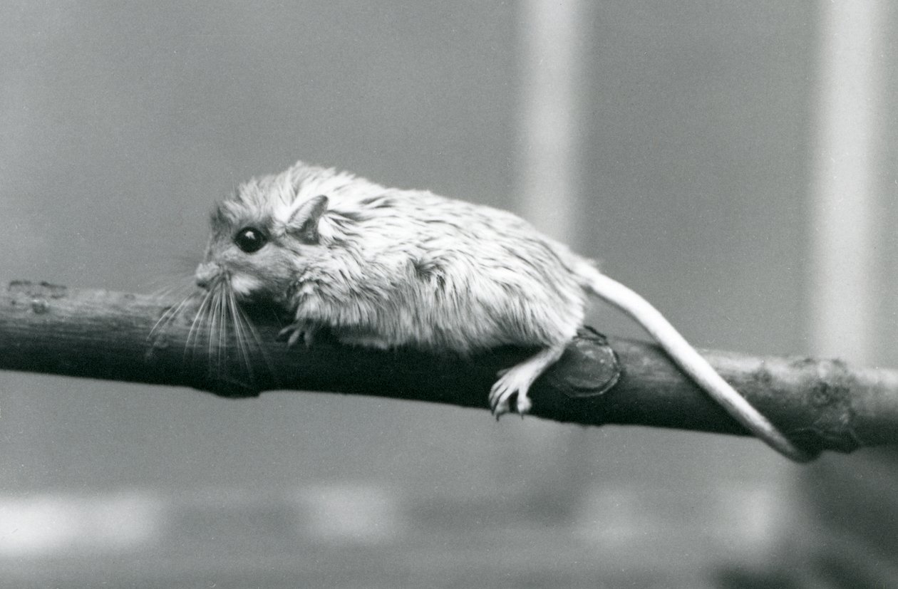 En Shaws Jird klatrer langs en gren i London Zoo i 1927. af Frederick William Bond