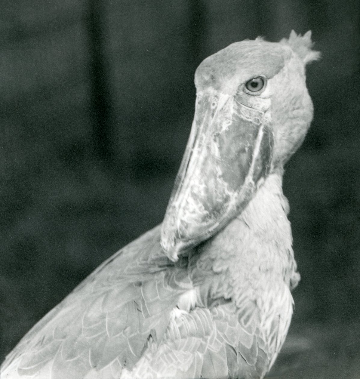 A Shoe-billed Stork, London Zoo, juli 1926 af Frederick William Bond