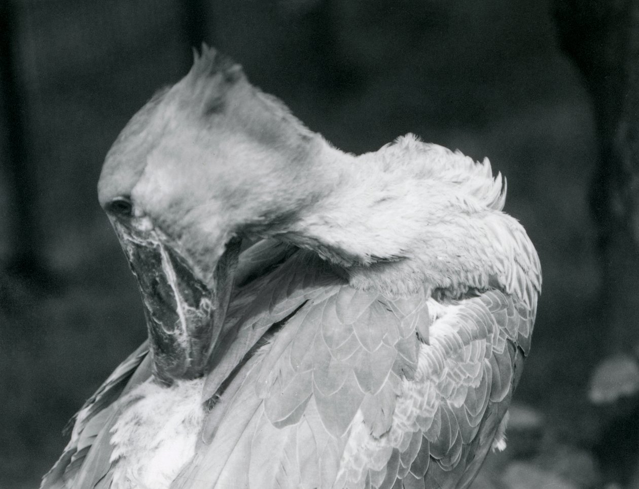 En skonæb, der pudser sine fjer i London Zoo i 1926 af Frederick William Bond