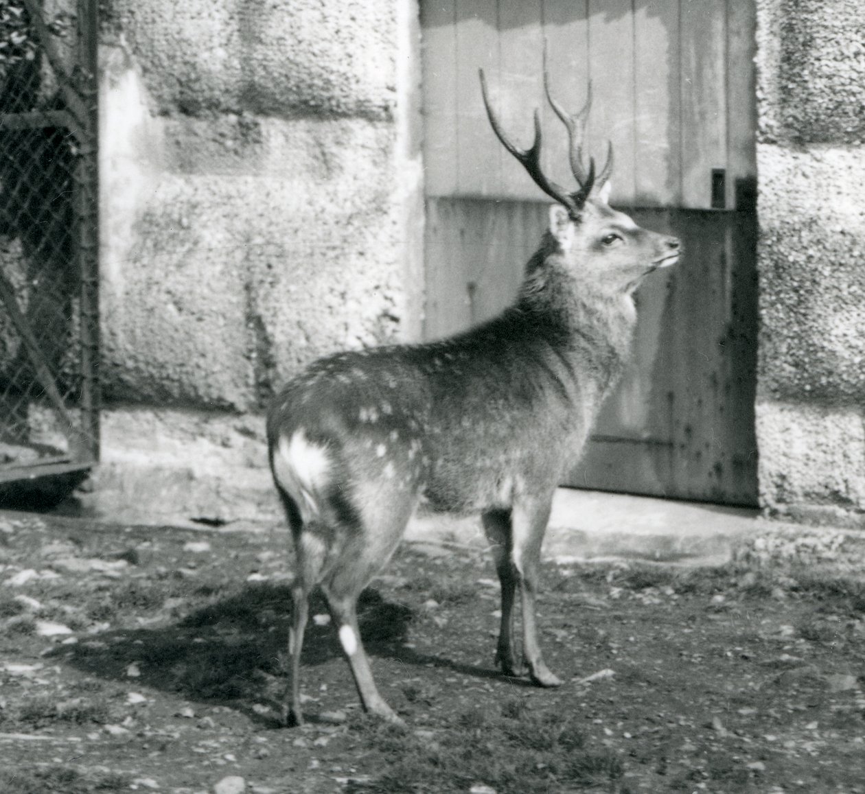 En Sikajapansk plettet kronhjort stående i hans indhegning i London Zoo, august 1927 af Frederick William Bond