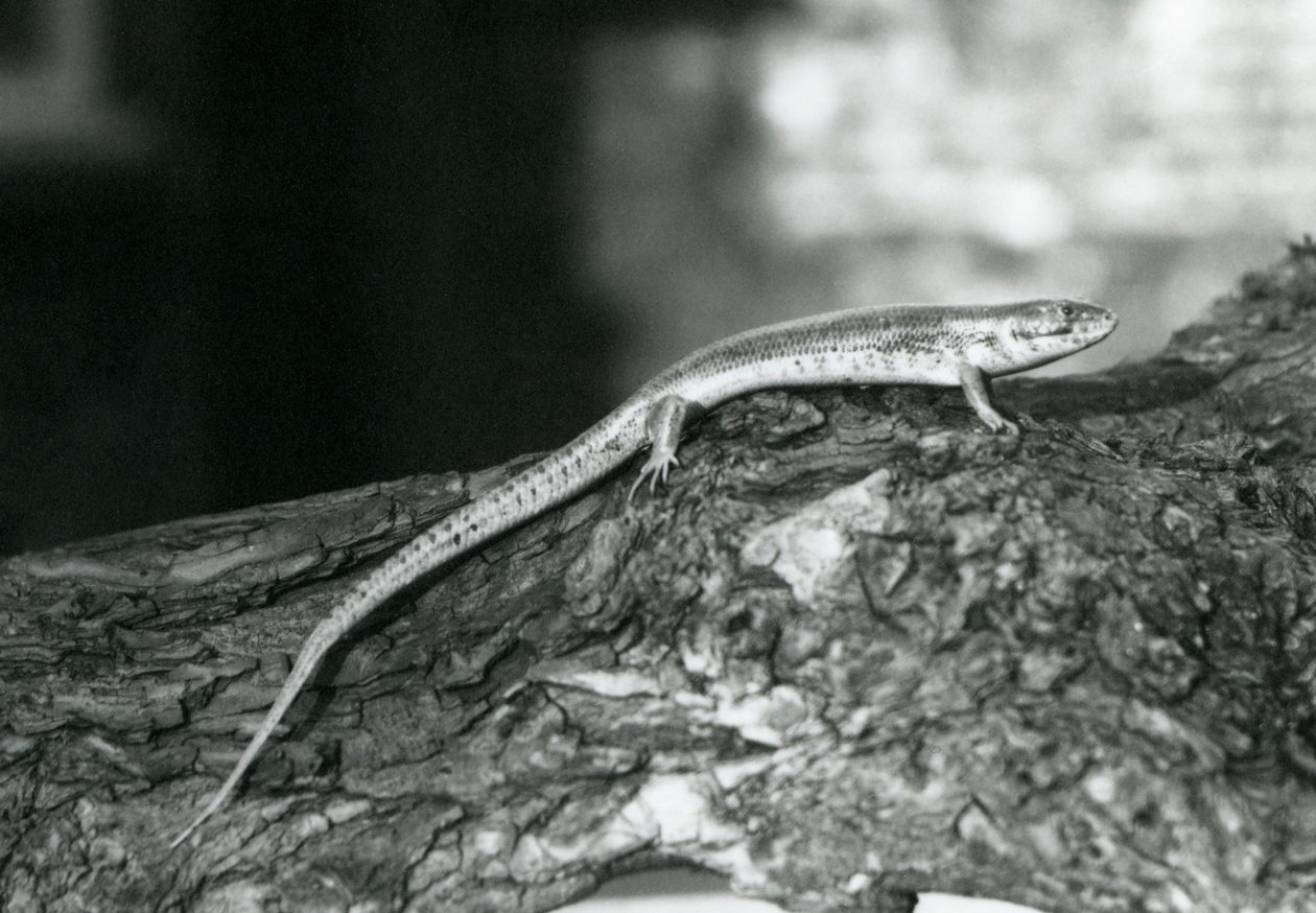 En Skink hviler på en træstamme i London Zoo i 1929 (s/h-foto) af Frederick William Bond
