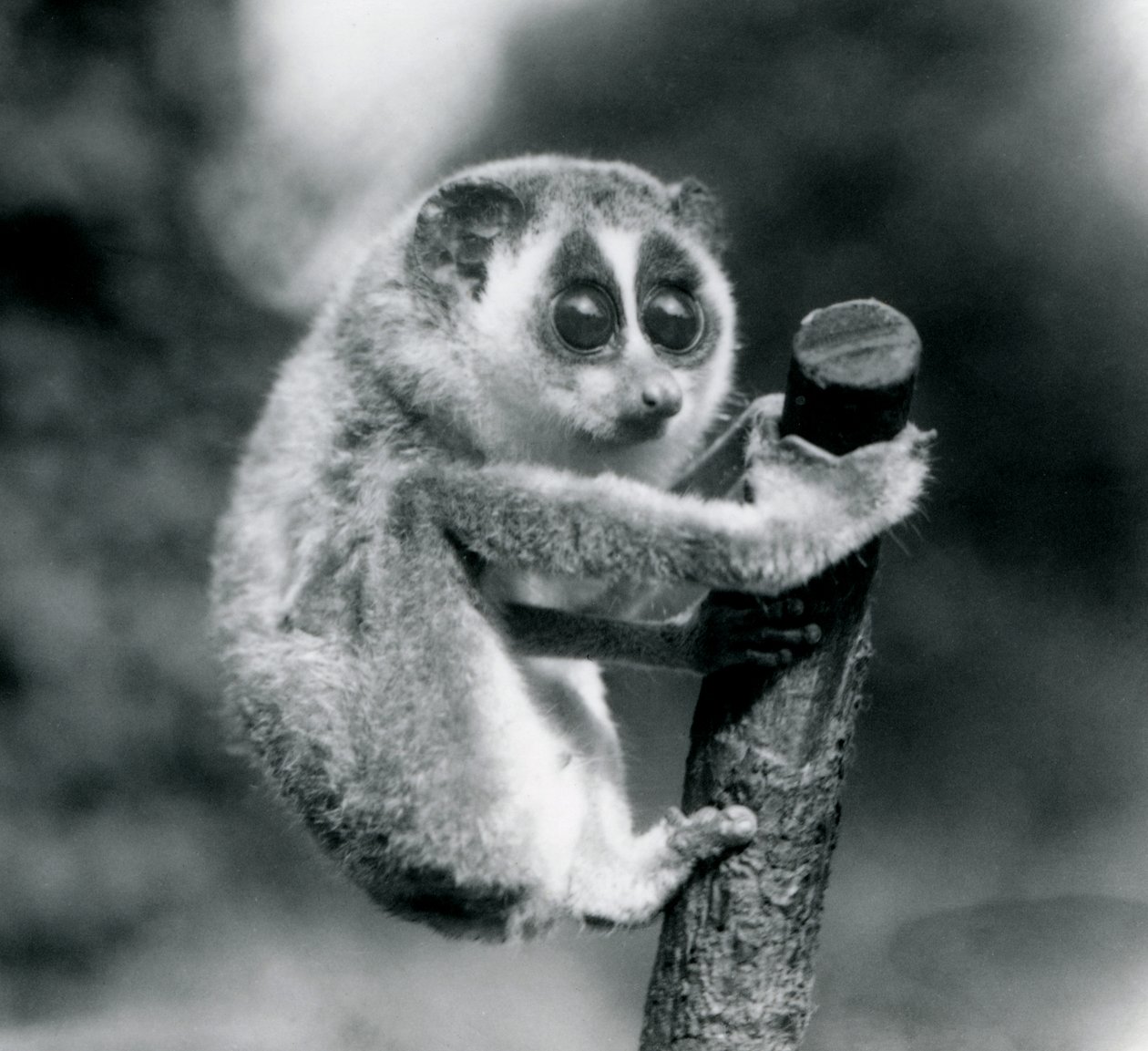 En slank Loris, der holder fast i enden af en filial, London Zoo, august 1926 af Frederick William Bond