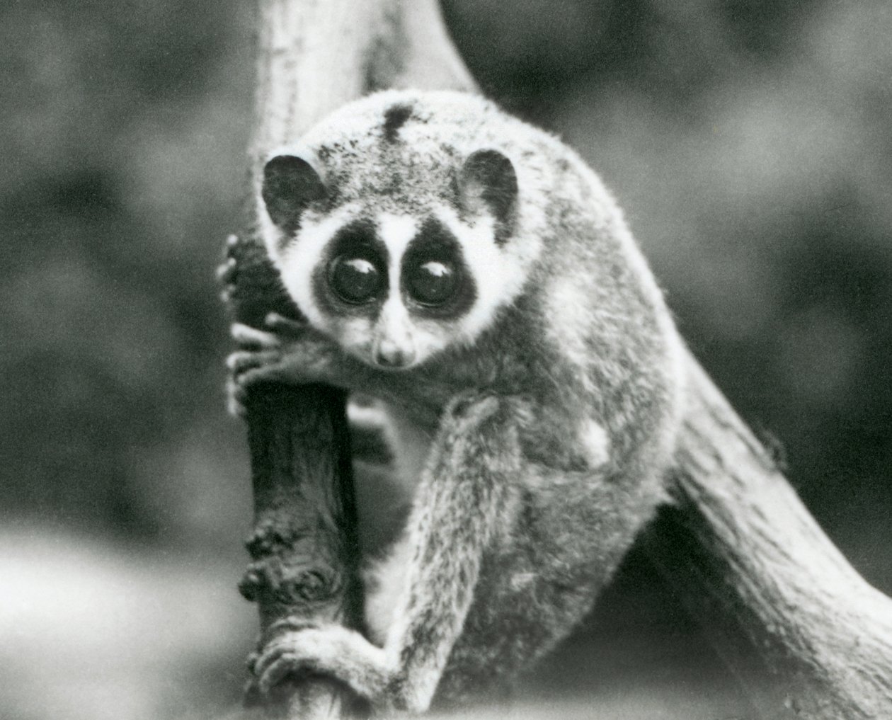 En slank Loris ser ned fra en gren, London Zoo, august 1926 af Frederick William Bond