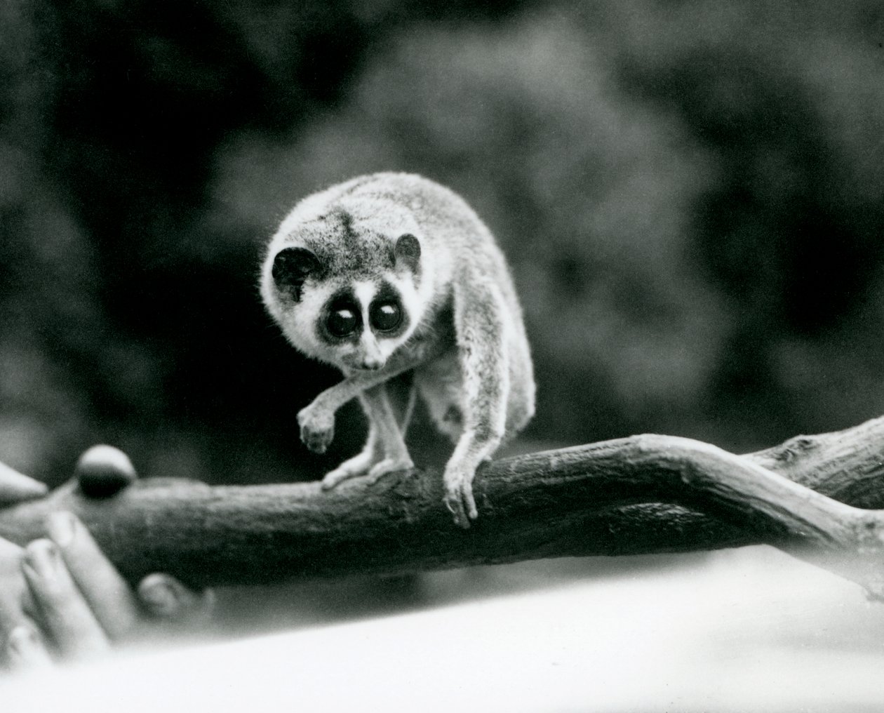 En slank Loris kigger ned fra en gren, som holdes i hånden, London Zoo, august 1926 af Frederick William Bond