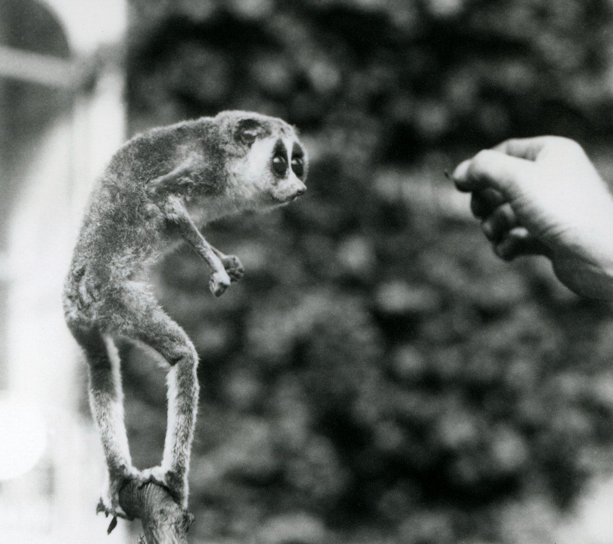 En slank Loris står oprejst på en gren og ser på en vogterhånd, da den bliver tilbudt en melorm, London Zoo, august 1926 af Frederick William Bond