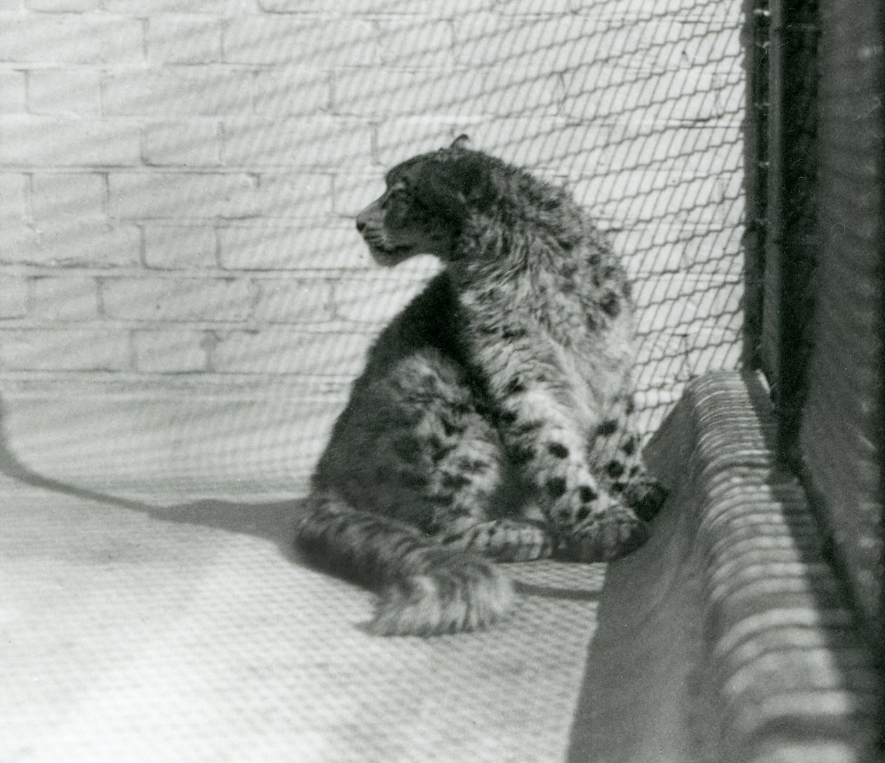 En Snow Leopard sidder på gulvet i London Zoo af Frederick William Bond