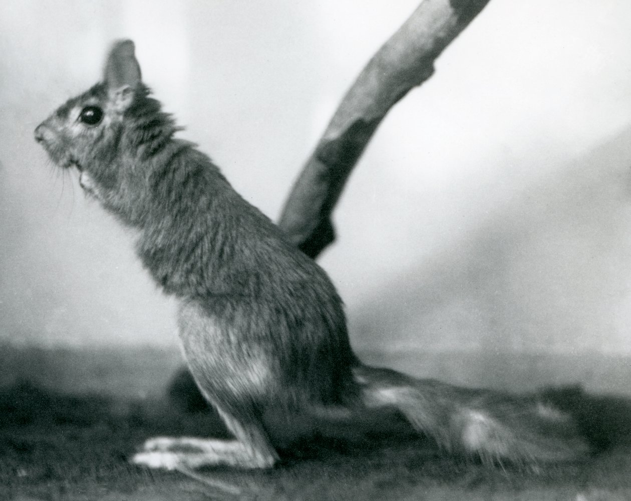 En sydafrikansk SpringhareCape Jumping Hare sidder ved en gren i dens indhegning, London Zoo, december 1925 af Frederick William Bond