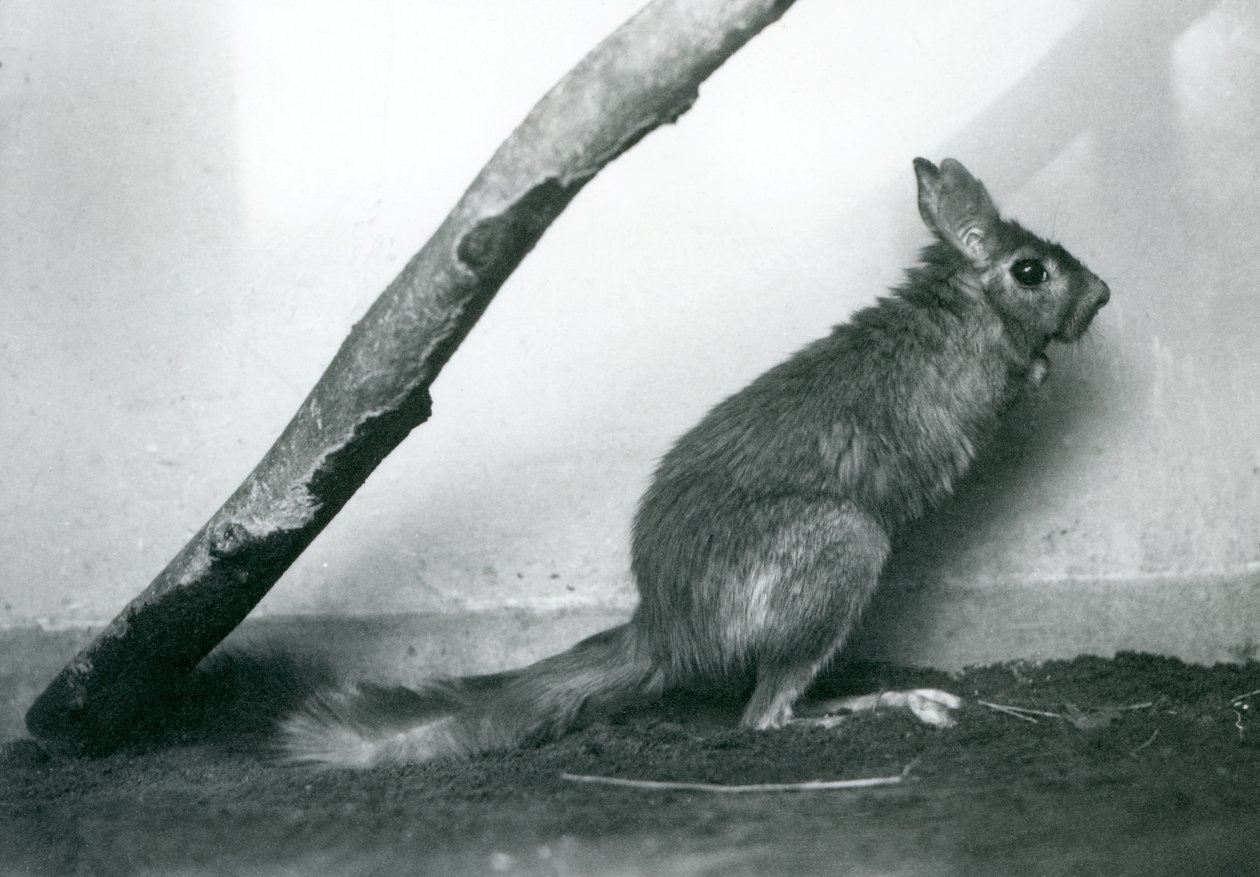 En sydafrikansk SpringhareCape Jumping Hare sidder under en gren i dens indhegning, London Zoo, december 1925 af Frederick William Bond
