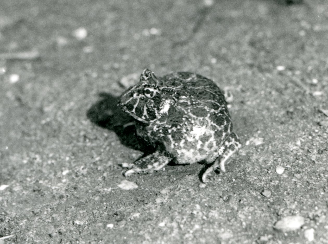 A South American Horned Frog, London Zoo, december 1925 af Frederick William Bond