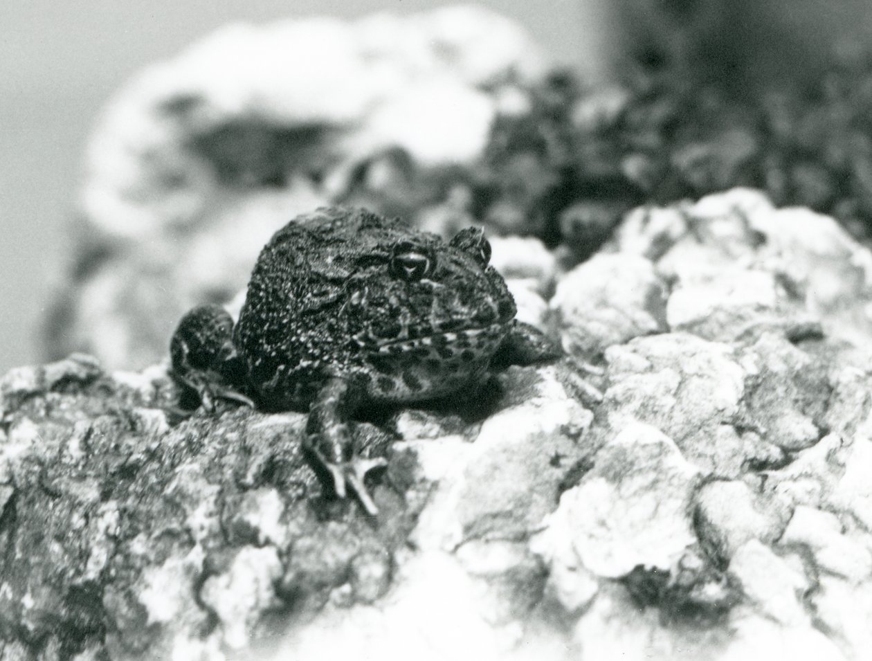En sydamerikansk hornfrø, der sidder på en sten og viser sin defensive positur, London Zoo, august 1928 (s/h foto) af Frederick William Bond