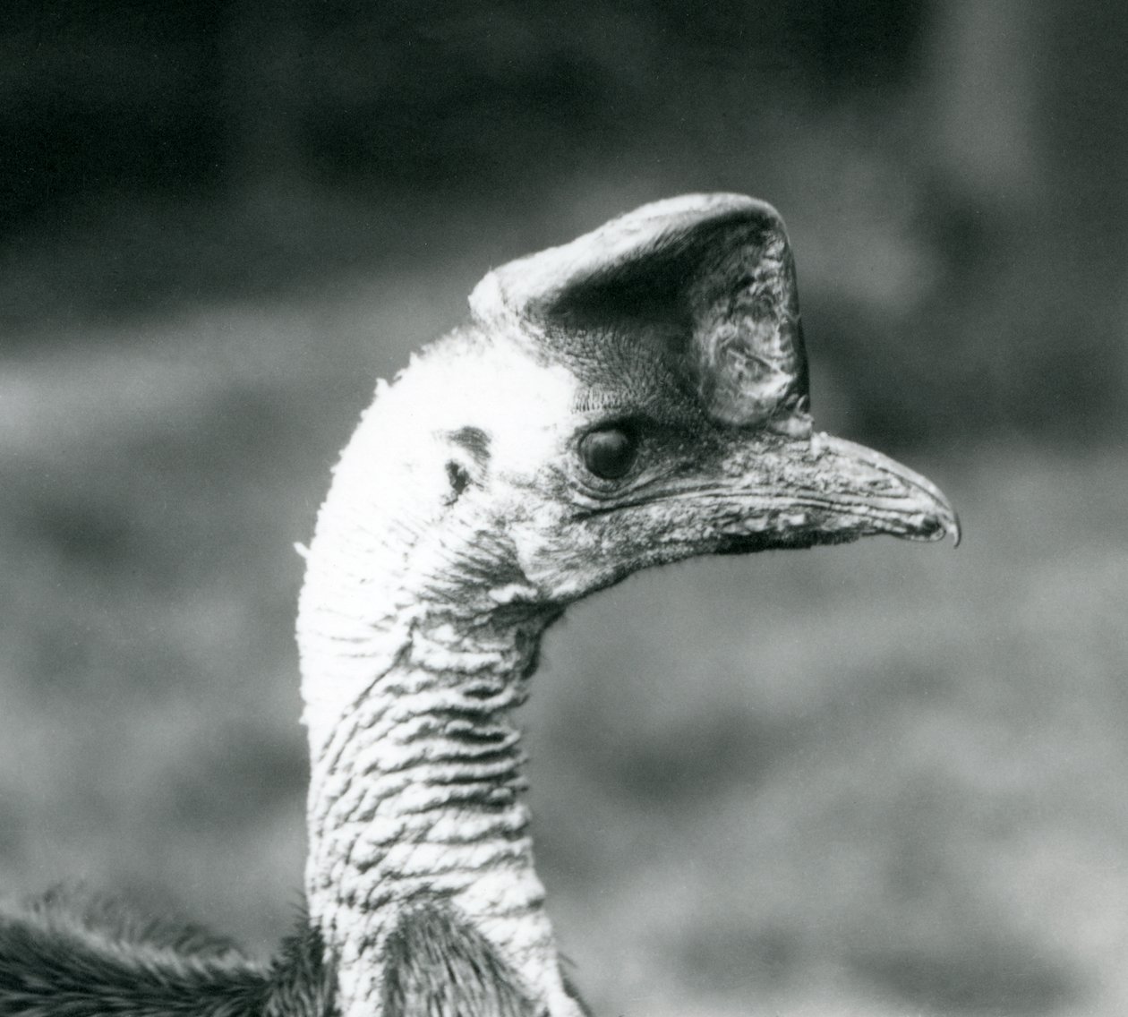 En sydlig kasuar i London Zoo, juni 1925 af Frederick William Bond