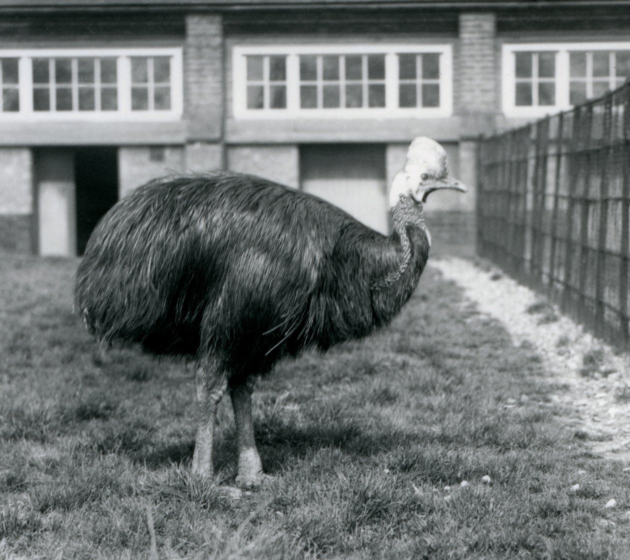 En sydlig kasuar i London Zoo i juni 1925 af Frederick William Bond