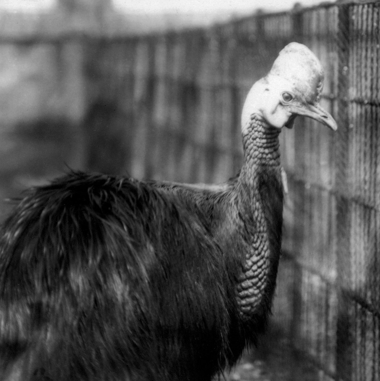 En sydlig kasuar i London Zoo i juni 1925 af Frederick William Bond