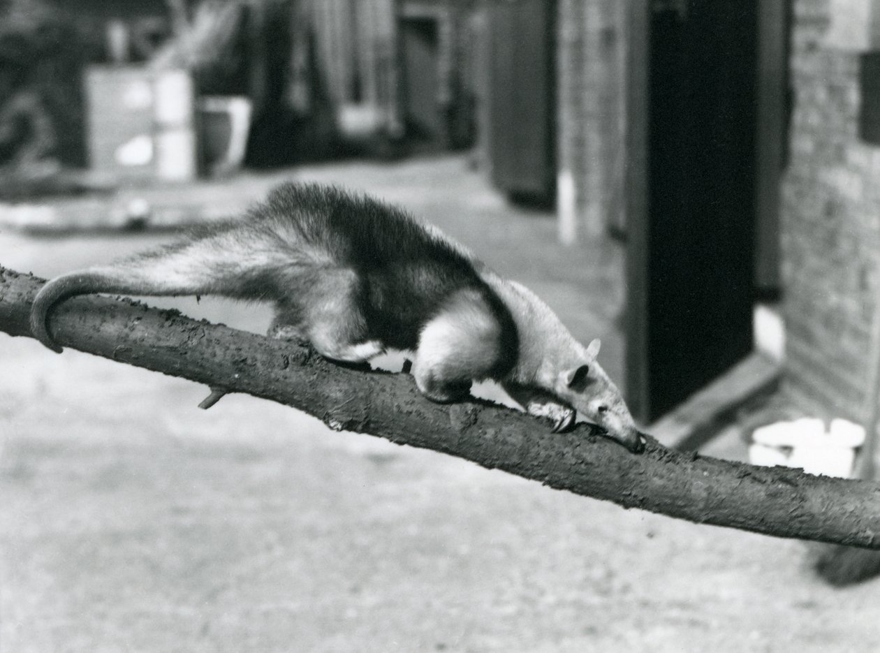 En Southern Tamandua/Collared Myresluger/Lesser Myresluger, der går langs en gren i London Zoo af Frederick William Bond