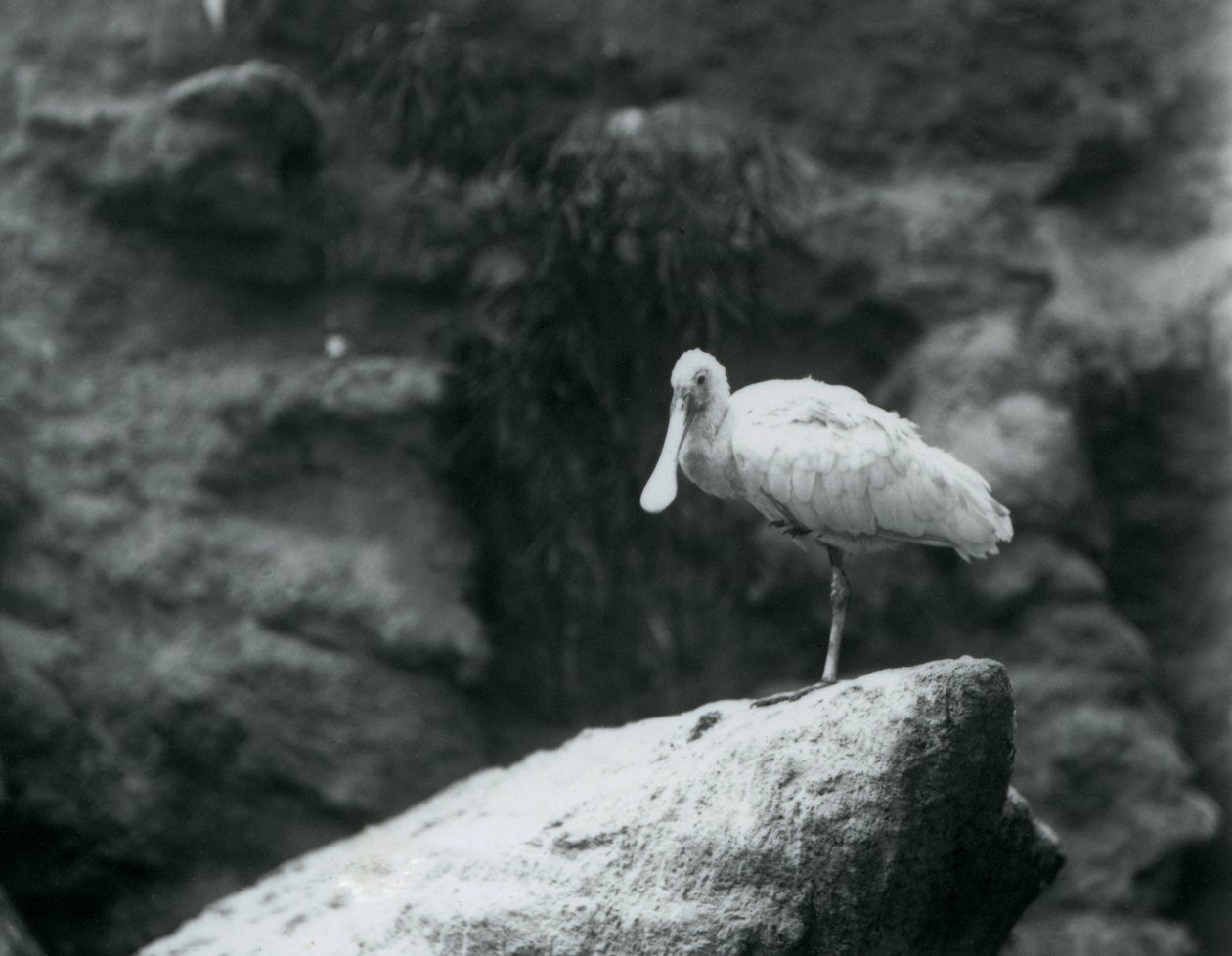 En skestork stående på en sten i London Zoo i september 1927 af Frederick William Bond