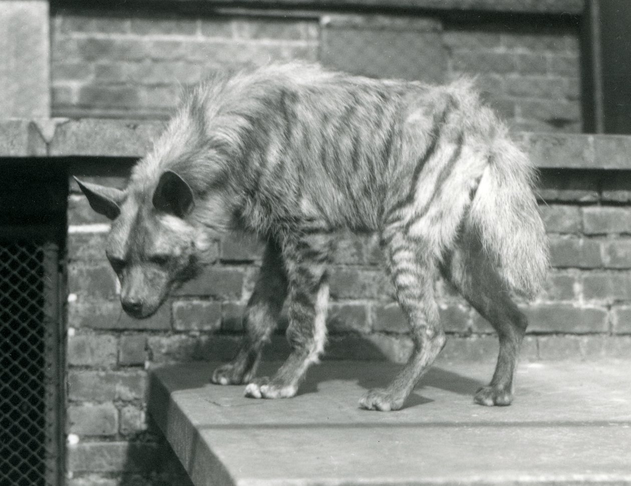 En stribet hyaæne stående på en platform i sin indhegning i London Zoo, juni 1925 af Frederick William Bond