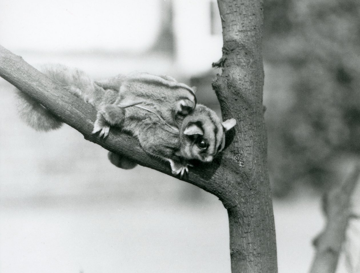 En Sugar Glider på en gren med sin baby på ryggen, London Zoo af Frederick William Bond