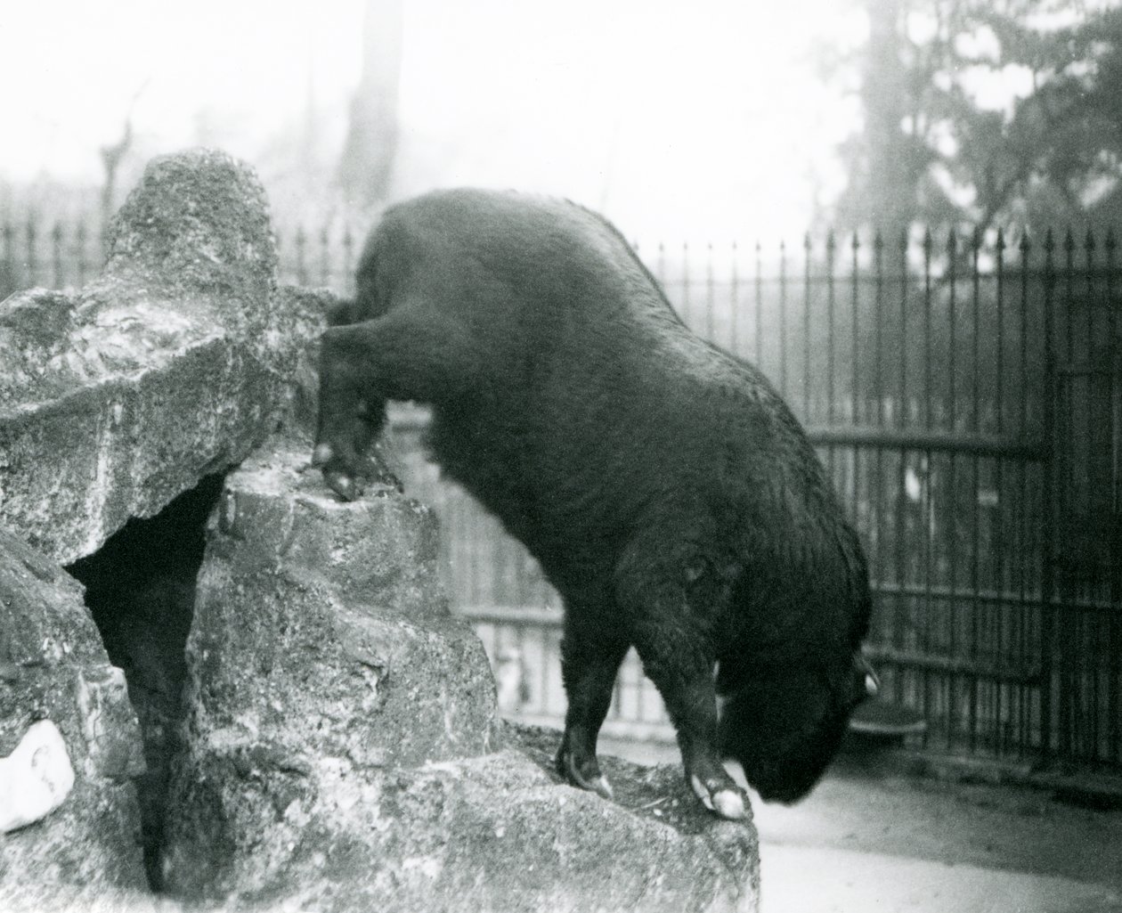 En Takin, også kendt som en kvæggems eller Gnu-ged, der klatrer ned fra klipper, London Zoo af Frederick William Bond