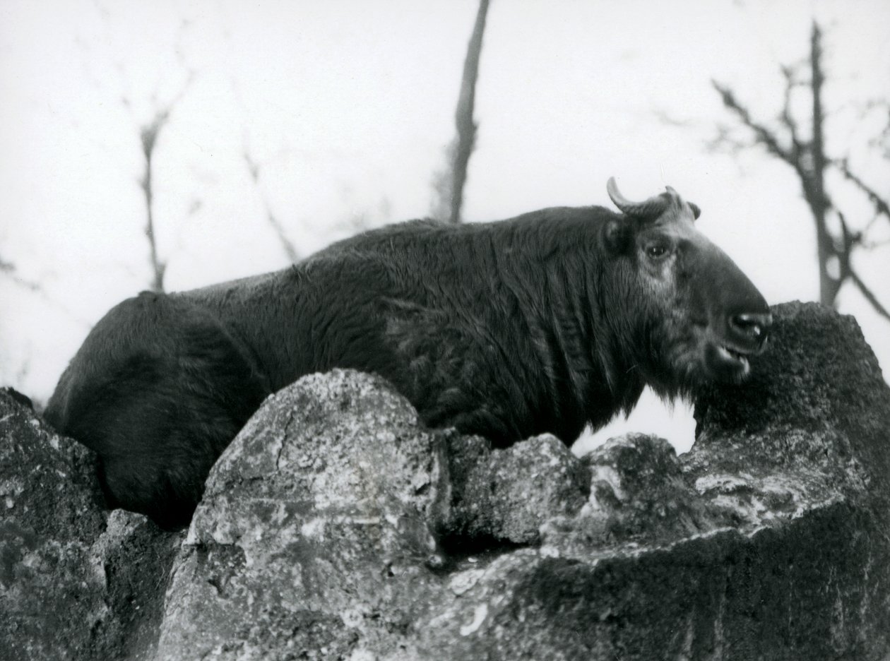 En Takin, også kendt som en gems eller Gnu-ged, hviler på en klippe, London Zoo, 1925 af Frederick William Bond