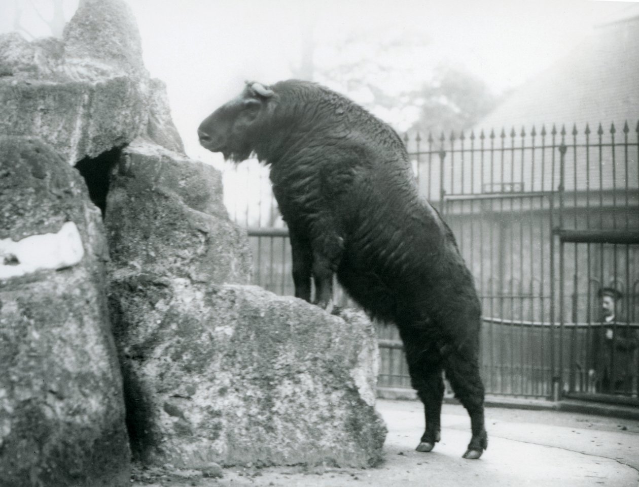 En Takin, også kendt som en kvæggems eller Gnu-ged, der står oprejst med forbenene hvilende på en sten, London Zoo af Frederick William Bond