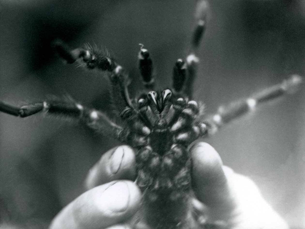 En tarantel, der holdes op for at vise sine hugtænder nedefra, London Zoo, oktober 1925 af Frederick William Bond