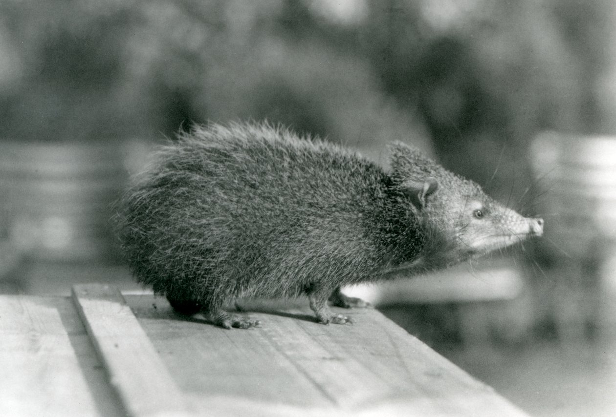 En Tenrec i London Zoo i 1929 (s/h-billede) af Frederick William Bond