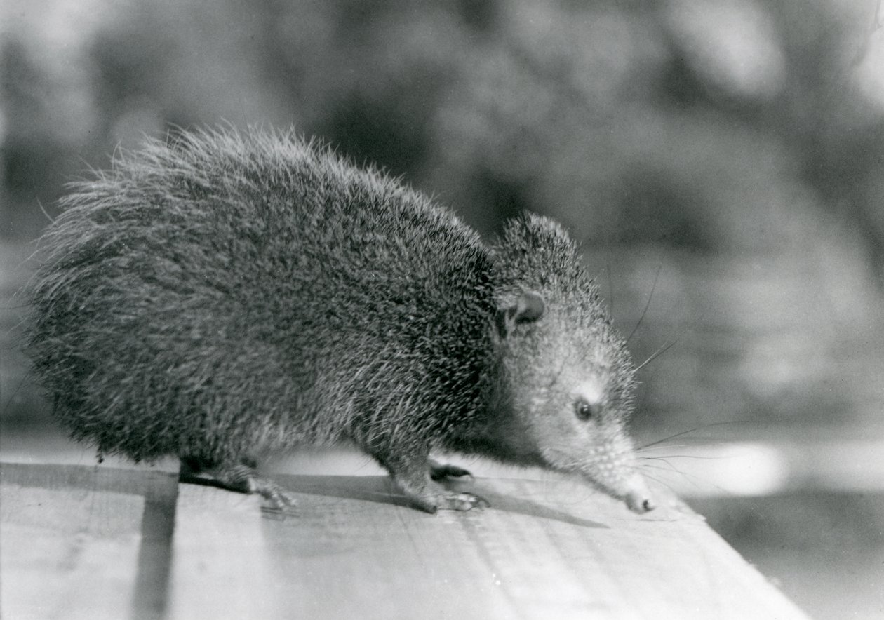 En Tenrec i London Zoo i 1929 (s/h foto) af Frederick William Bond