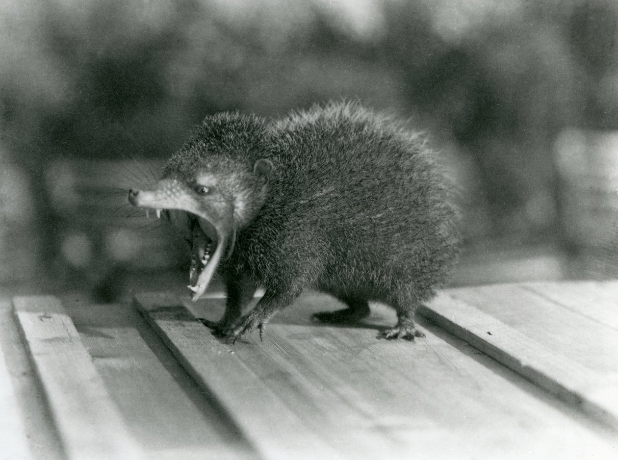 En Tenrec med åben mund, der viser dens brede gab og skarpe tænder, London Zoo af Frederick William Bond