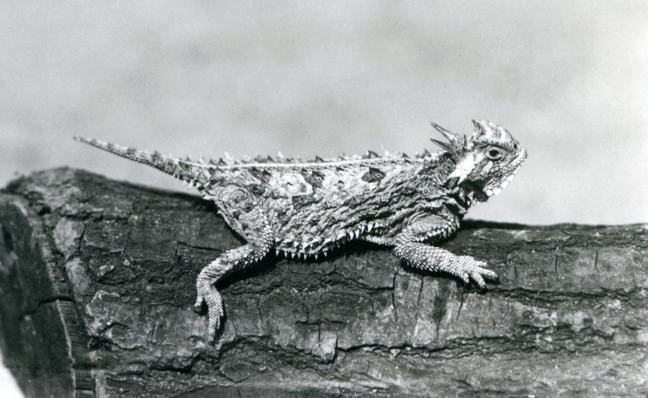 En horntudse fra Texas/horntudse/horntudse/horntudse hviler på en træstamme i London Zoo i august 1928 (s/h-foto) af Frederick William Bond