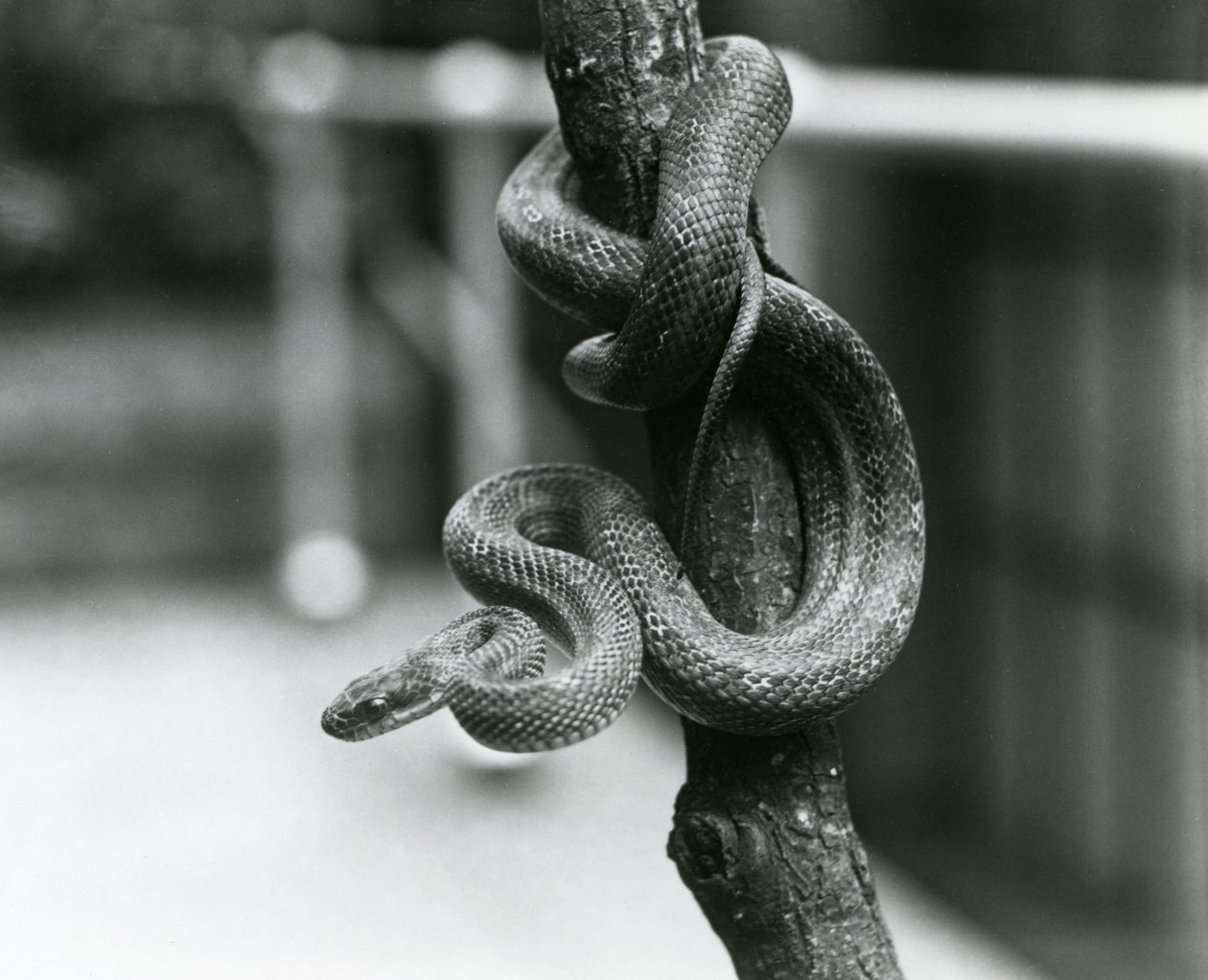 En Texas Rat Snake snoede sig rundt om en næsten lodret gren i London Zoo i august 1928 (s/h foto) af Frederick William Bond