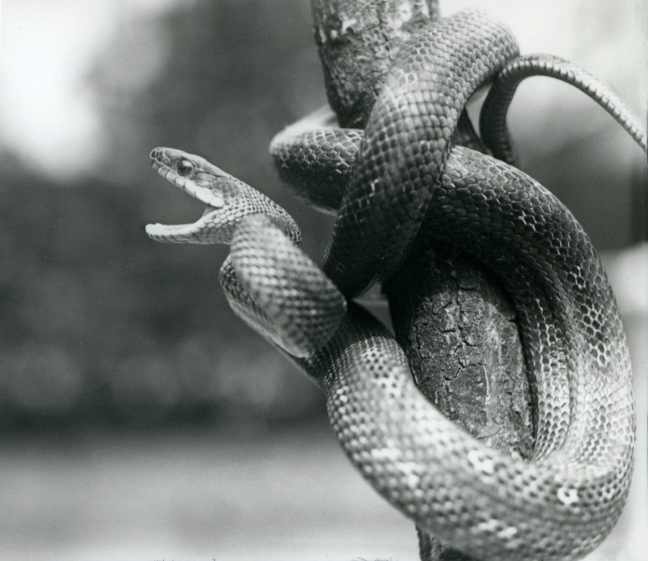 En Texas Rat Snake gabende, mens den er viklet rundt om en næsten lodret gren, London Zoo, august 1928 (s/h foto) af Frederick William Bond