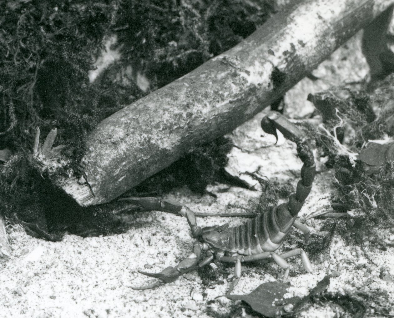 En Texas Scorpion i London Zoo i 1928 (s/h foto) af Frederick William Bond