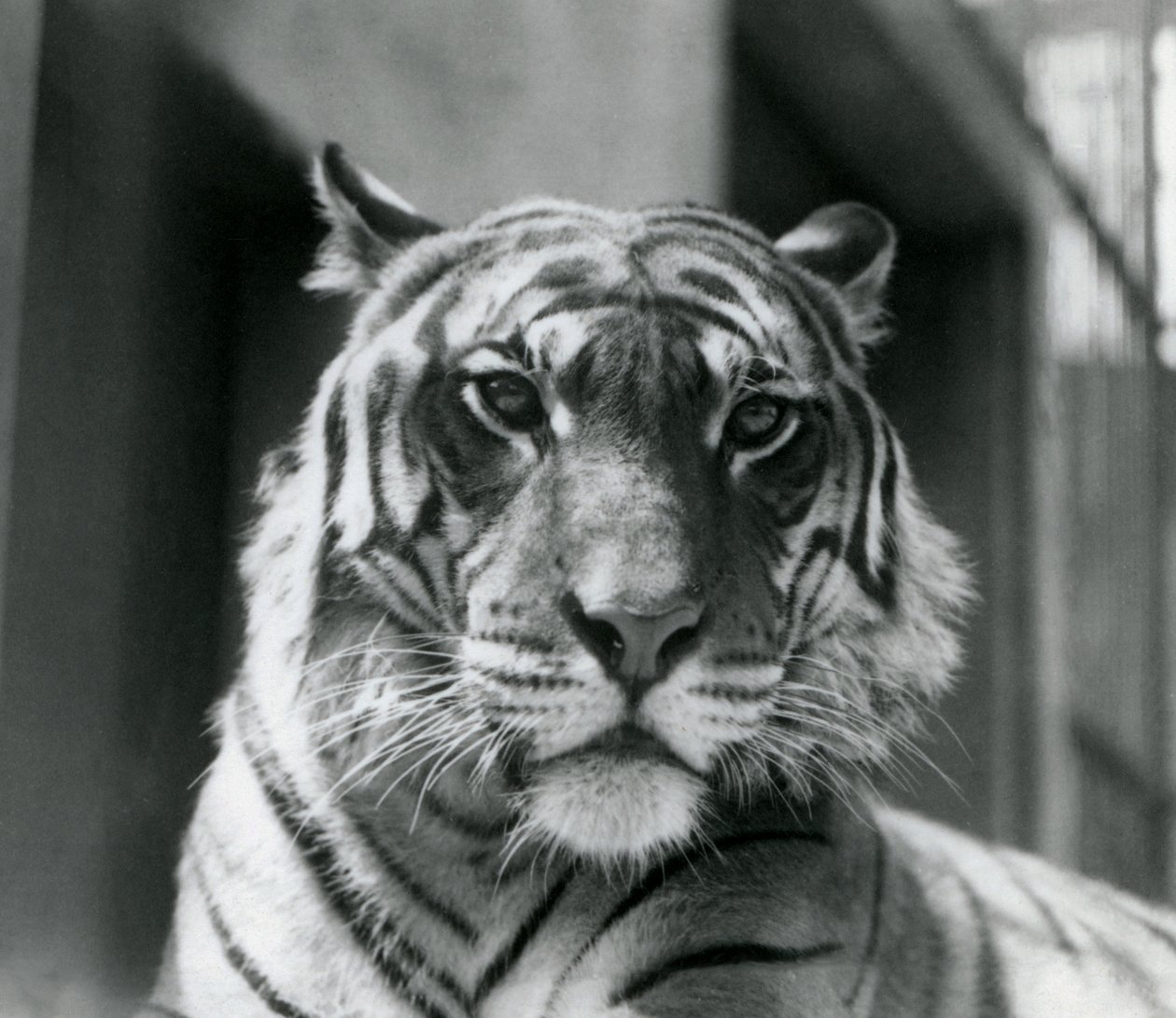 En tiger i London Zoo i juli 1924 af Frederick William Bond