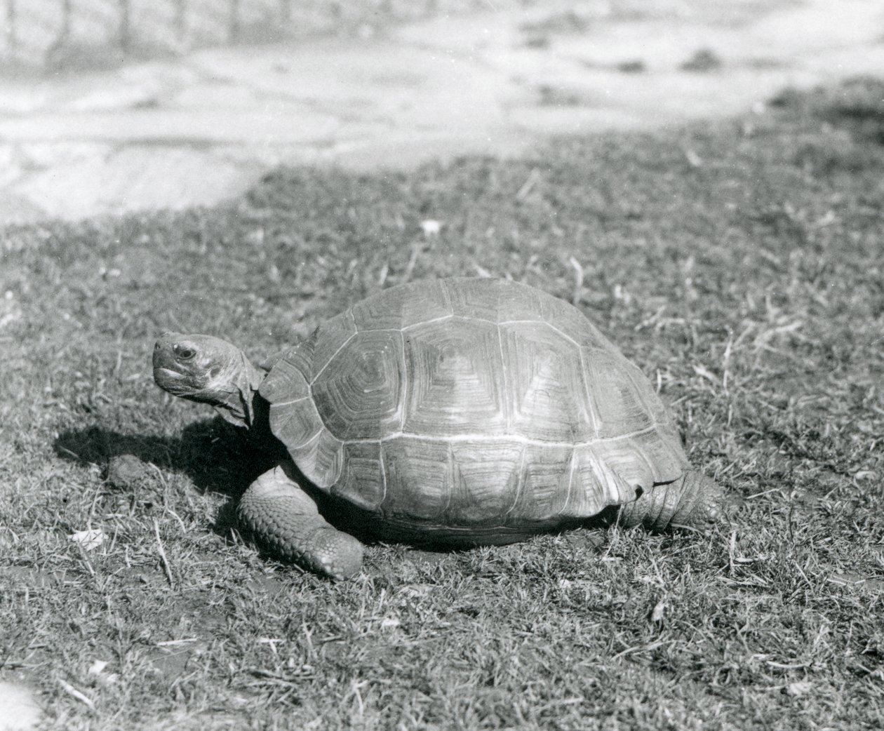 En skildpadde stående på græs i London Zoo i 1926 (s/h foto) af Frederick William Bond