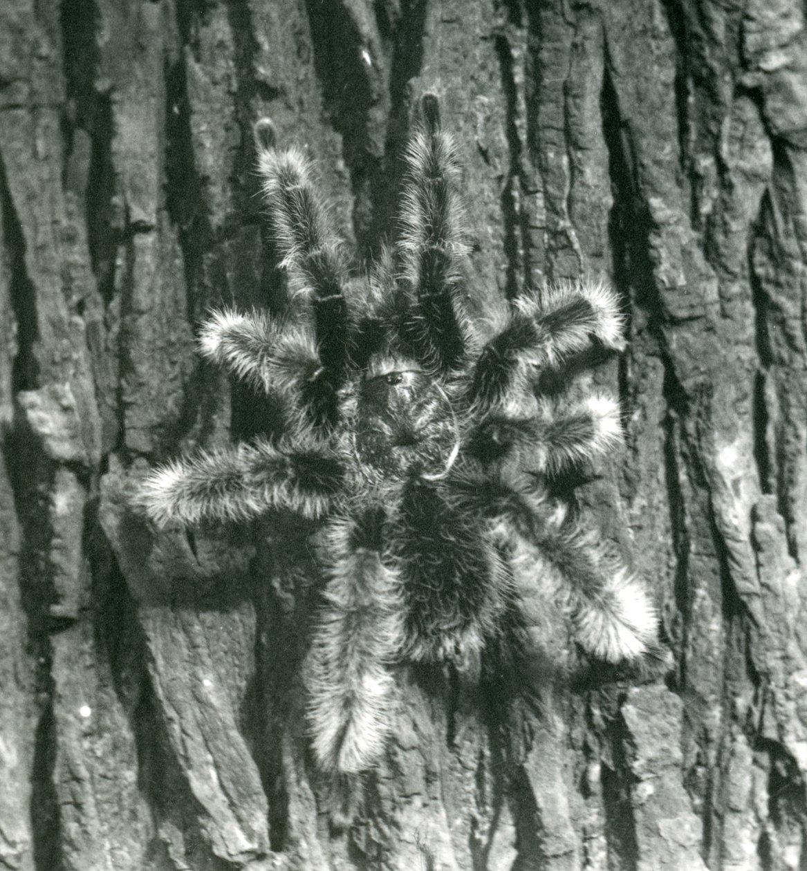En Trinidad Chevron Tarantula på barken af en træstamme, London Zoo, oktober 1926 af Frederick William Bond