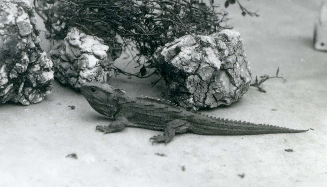 En Tuatara i London Zoo i 1927 af Frederick William Bond