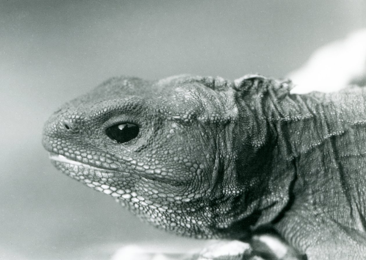 En Tuatara i London Zoo i 1928 (s/h foto) af Frederick William Bond