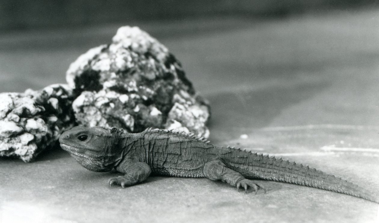 En Tuatara, der ligger foran en klippe i London Zoo i 1928 (s/h foto) af Frederick William Bond
